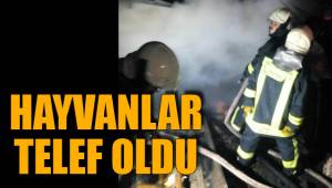 HAYVANLAR TELEF OLDU