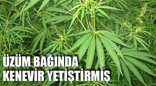108 KÖK HİNTKENEVİRİ ELE GEÇİRİLDİ
