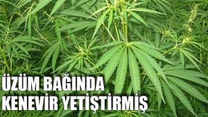 108 KÖK HİNTKENEVİRİ ELE GEÇİRİLDİ