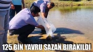125 BİN YAVRU SAZAN BIRAKILDI
