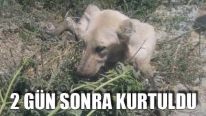 2 GÜN SÜREN BEKLEYİŞTEN SONRA KURTULDU