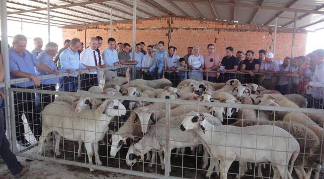 42 ADET KOÇ DAĞITILDI