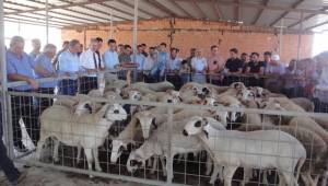 42 ADET KOÇ DAĞITILDI