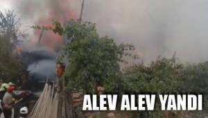 ALEV ALEV YANDI