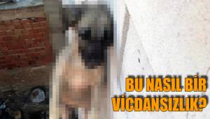 BÖYLE VİCDANSIZLIK GÖRÜLMEDİ