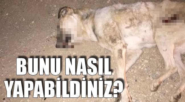 ÇİVRİL CANİLERİ ARIYOR