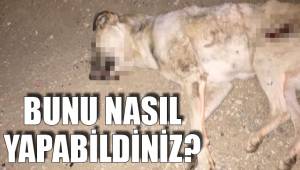 ÇİVRİL CANİLERİ ARIYOR