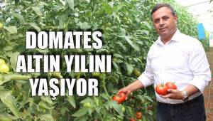 DOMATES ALTIN YILINI YAŞIYOR