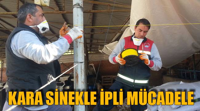 KARA SİNEKLE İPLİ MÜCADELE