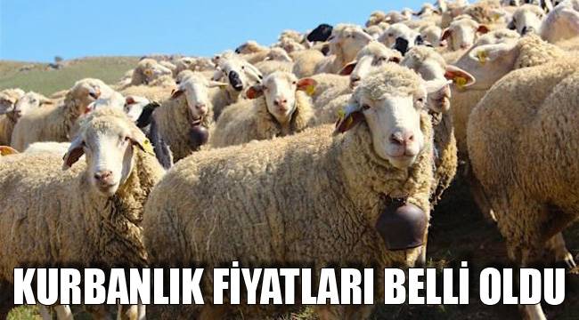 KURBANLIK FİYATLARI BELLİ OLDU