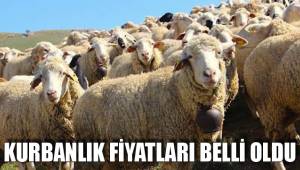 KURBANLIK FİYATLARI BELLİ OLDU