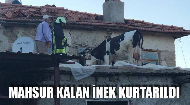 MAHSUR KALAN İNEK KURTARILDI