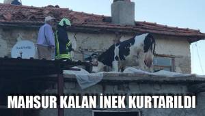 MAHSUR KALAN İNEK KURTARILDI