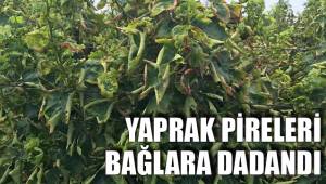 YAPRAK PİRELERİ BAĞLARA DADANDI