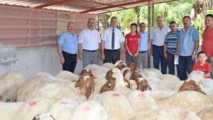 18 YETİŞTİRİCİYE 39 KOÇ DAĞITILDI