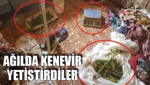 AĞILDA KENEVİR YETİŞTİRDİLER