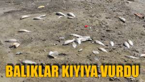 BALIKLAR KIYIYA VURDU