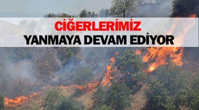 ÇAMELİ'DE ORMAN YANGINI