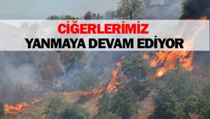 ÇAMELİ'DE ORMAN YANGINI