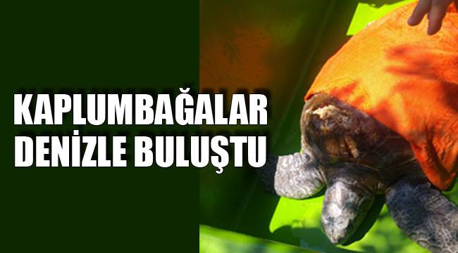 KAPLUMBAĞALAR DENİZLE BULUŞTU