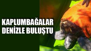 KAPLUMBAĞALAR DENİZLE BULUŞTU