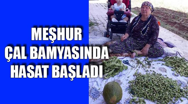 MEŞHUR ÇAL BAMYASINDA HASAT BAŞLADI