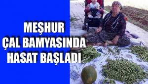 MEŞHUR ÇAL BAMYASINDA HASAT BAŞLADI