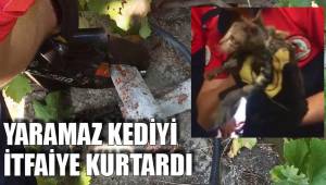 YARAMAZ KEDİYİ İTFAİYE KURTARDI