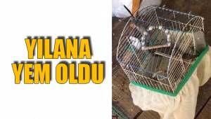 YILANA YEM OLDU