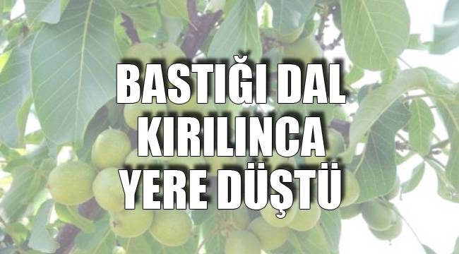 AĞAÇTAN DÜŞEN KİŞİ YARALANDI
