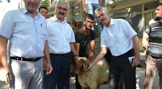 ÇİVRİL’DE İVESİ KOÇ DAĞITIMI YAPILDI