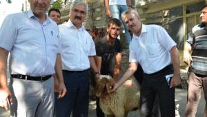 ÇİVRİL’DE İVESİ KOÇ DAĞITIMI YAPILDI