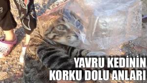 YAVRU KEDİNİN KORKU DOLU ANLARI
