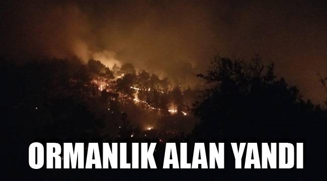 2 hektarlık ormanlık alan yandı