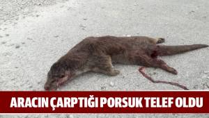 ARACIN ÇARPTIĞI PORSUK TELEF OLDU.