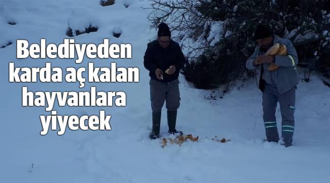 Belediyeden karda aç kalan hayvanlara yiyecek