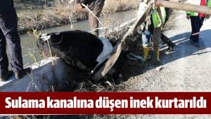 Sulama kanalına düşen inek kurtarıldı