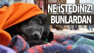 VİCDANSIZLIK