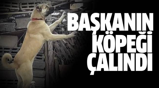 BAŞKANIN KÖPEĞİ ÇALINDI, BULANA ÖDÜL VAR