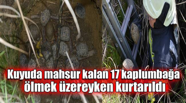Kuyuda mahsur kalan 17 kaplumbağa ölmek üzereyken kurtarıldı