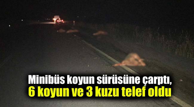 Minibüs koyun sürüsüne çarptı, 9 hayvan telef oldu