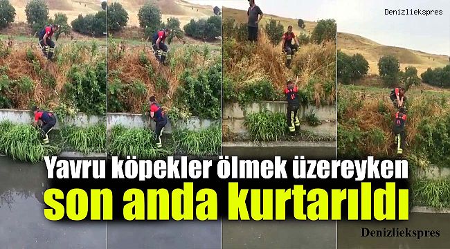 Yavru köpekler ölmek üzereyken son anda kurtarıldı