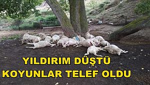 YILDIRIM DÜŞTÜ. 15 KOYUN TELEF