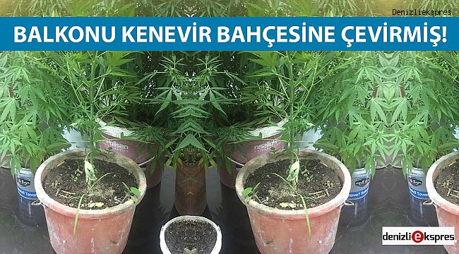 Balkonu kenevir bahçesine çevirmiş!