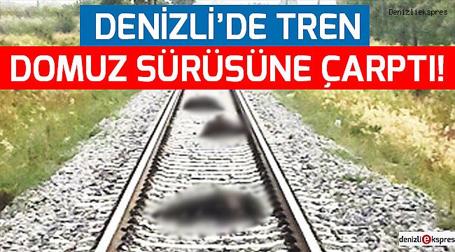 Denizli'de tren domuz sürüsüne çarptı!