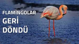 Flamingolar geri döndü