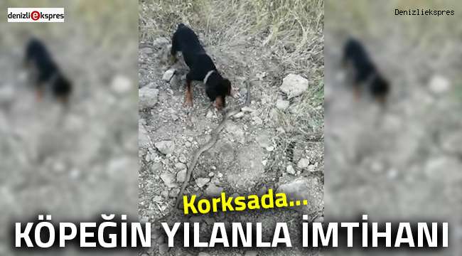 Köpeğin yılanla imtihanı