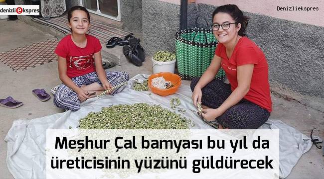 Meşhur Çal bamyası bu yıl da üreticisinin yüzünü güldürecek