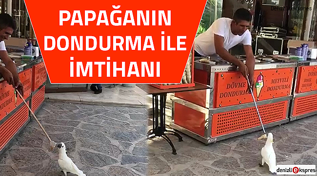 Papağanın dondurma ile imtihanı