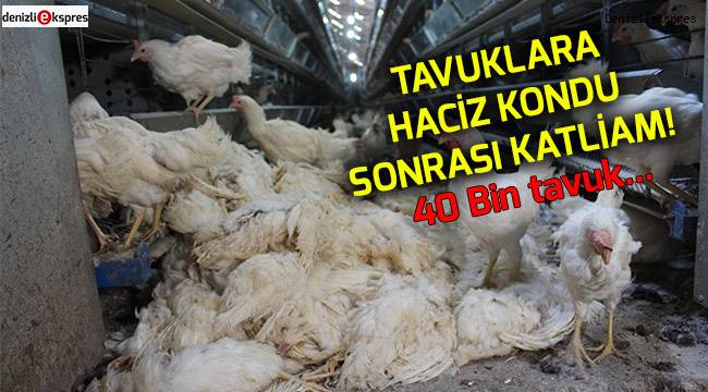 Tavuklara haciz kondu, sonrası katliam!
